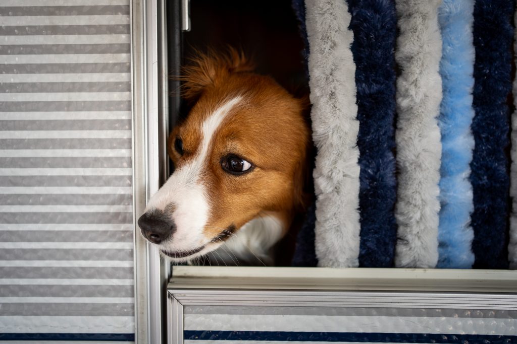 Kooikerhondje Jule schaut aus dem Wohnwagen.