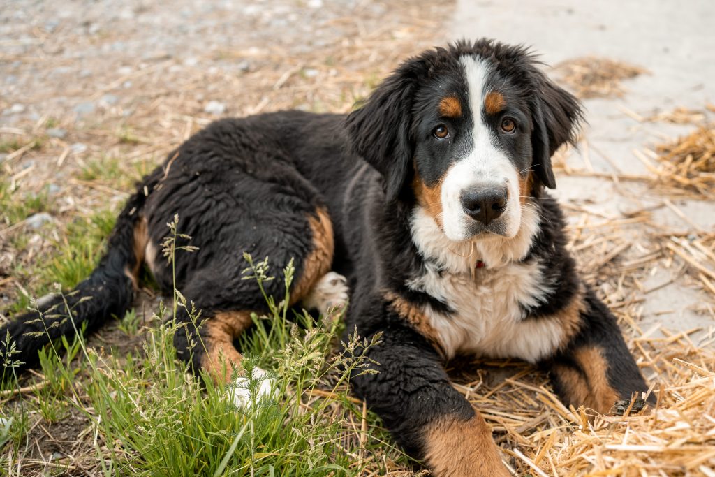 Ferienhof Fotografie: Zeige deine Hoftiere mit liebevollen Bildern.