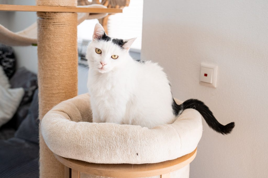 Natürliches Business Foto einer Selbstständigen mit Katze