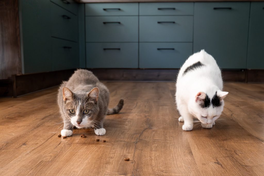 Tierkommunikatorin im Alltag mit ihren zwei Katzen