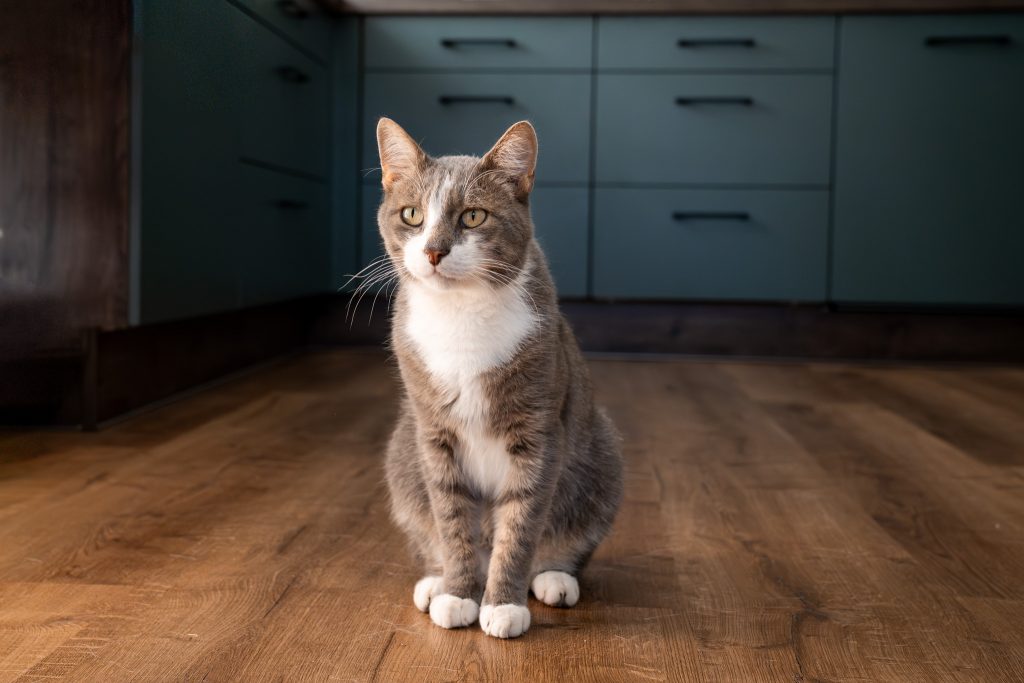 Emotionale Verbindung zwischen Mensch und Katze im Alltag sichtbar