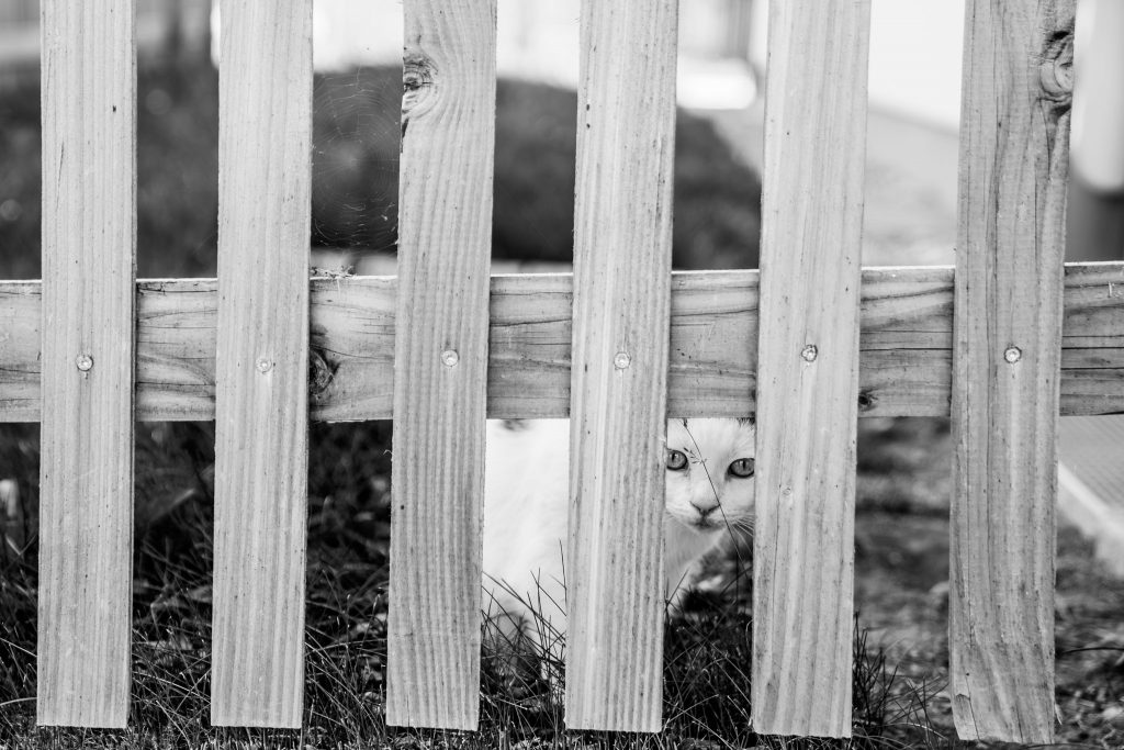 Natürliches Business Foto einer Selbstständigen mit Katze