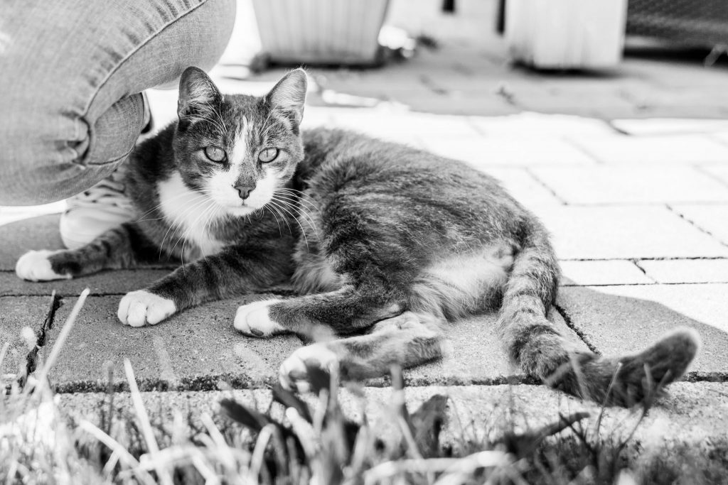 Authentische Business Fotografie mit Katze im Zuhause