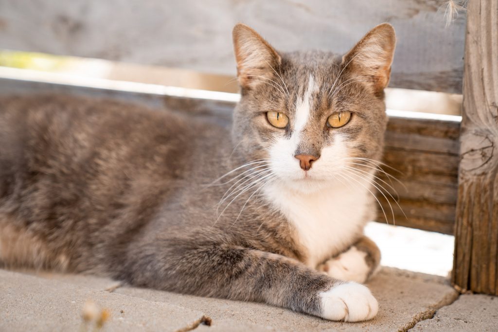 Eine Katze schaut direkt in die Kamera.