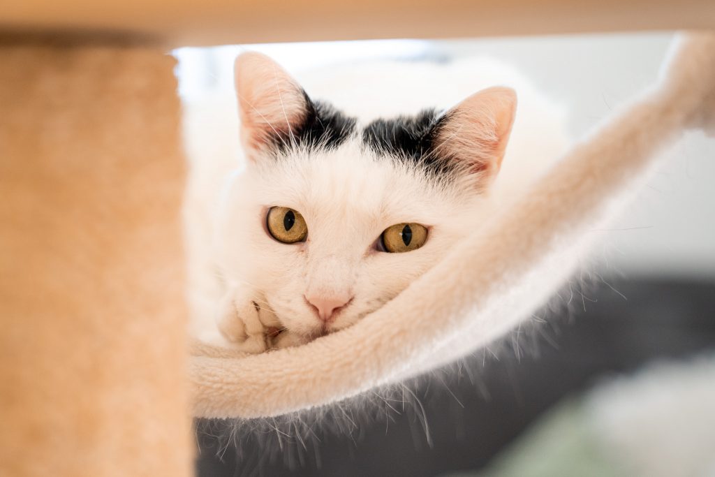 Natürliches Business Foto einer Selbstständigen mit Katze