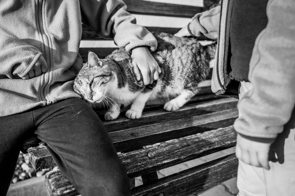Ferienhof Fotografie: Zeige, welche Tiere auf deinem Ferienhof leben
